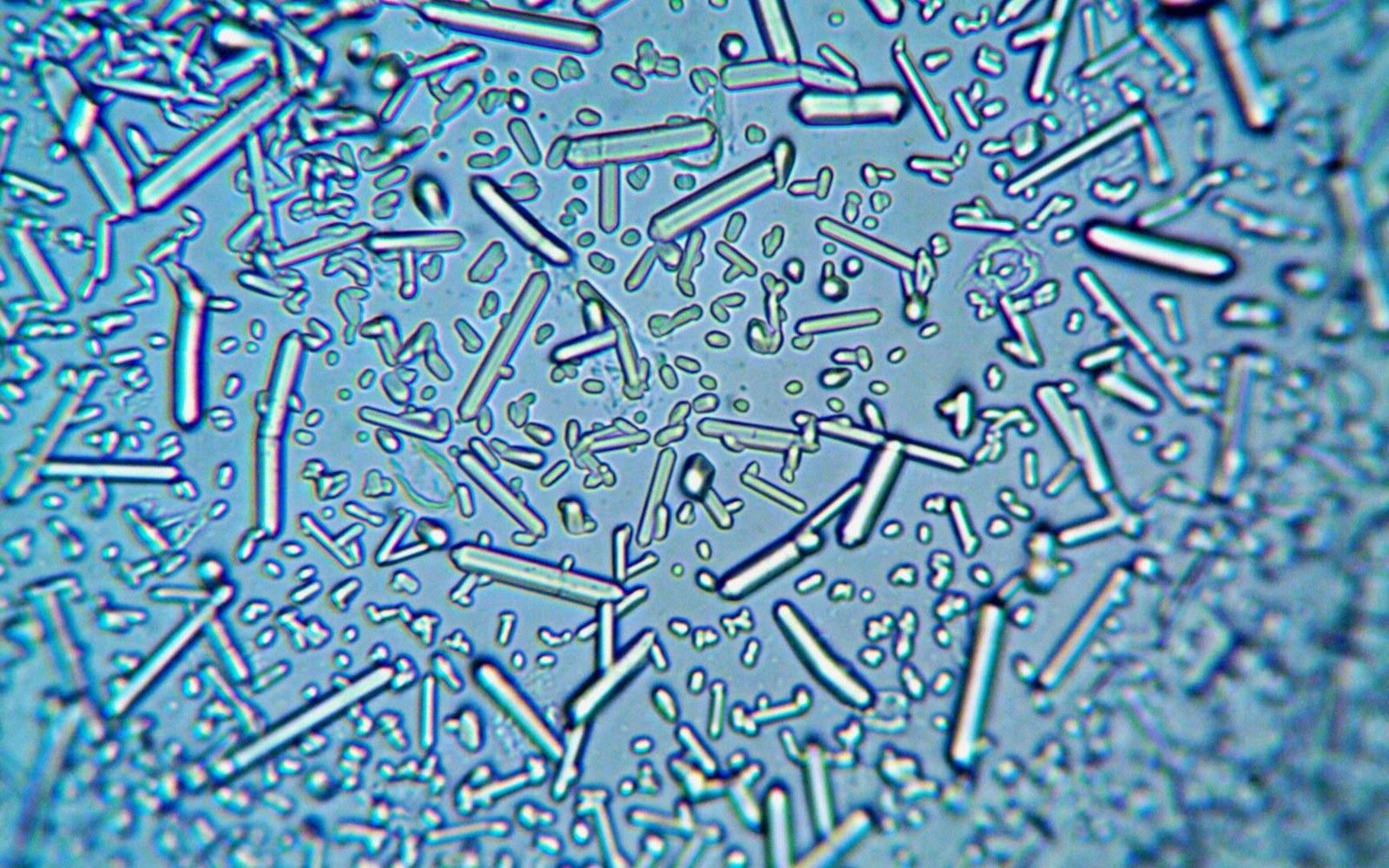 Rod-shaped crystals scattered across a blue-tinted microscopic surface